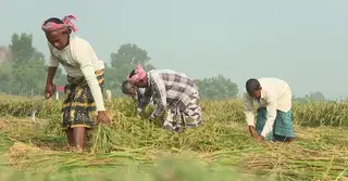 উত্তরাঞ্চলে ধান কাটার ধুম, আর্থিকভাবে লাভবান হওয়ার আশা কৃষকদের